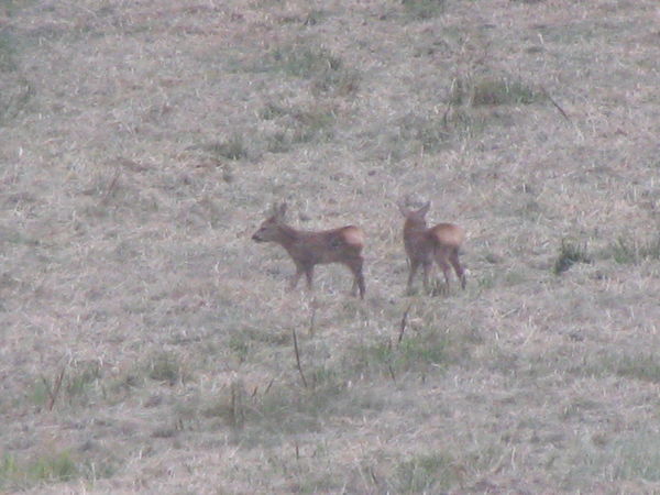 our baby deers our baby deers