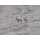 our baby deers