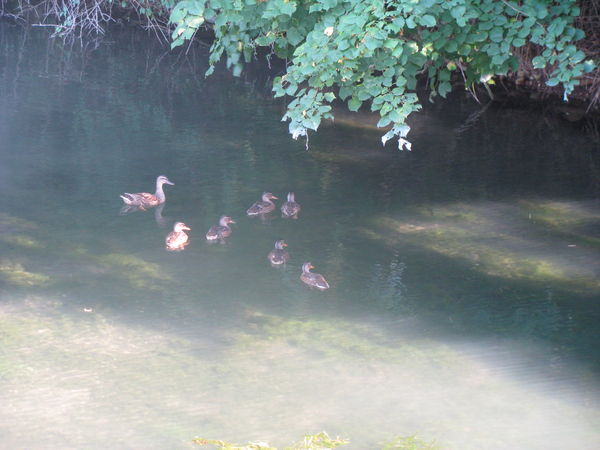 mummy duck and her babies mummy duck and her babies