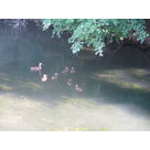 mummy duck and her babies