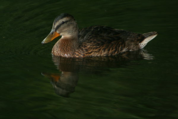 what a beautiful duck what a beautiful duck