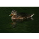 what a beautiful duck