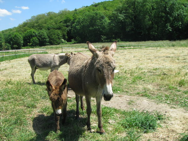 the whole donkey family
