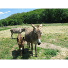 the whole donkey family