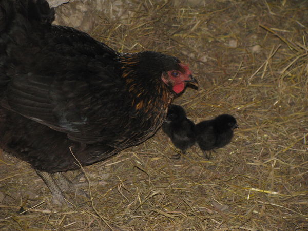 2 babies in the hens house