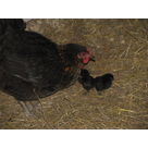 2 babies in the hens house