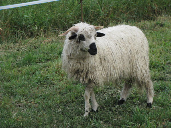 the young female : Cérès the young female : Cérès