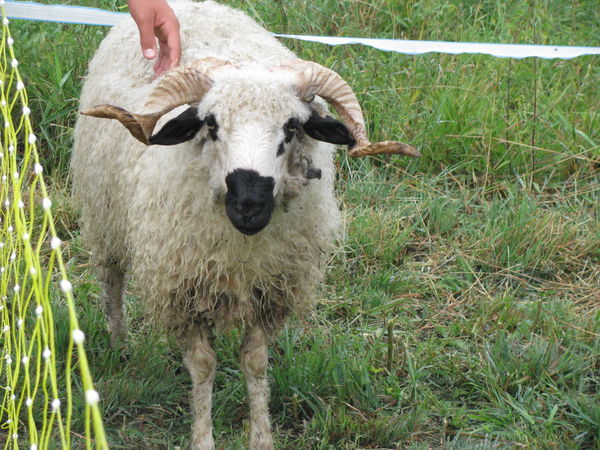 the young male : Œdipe