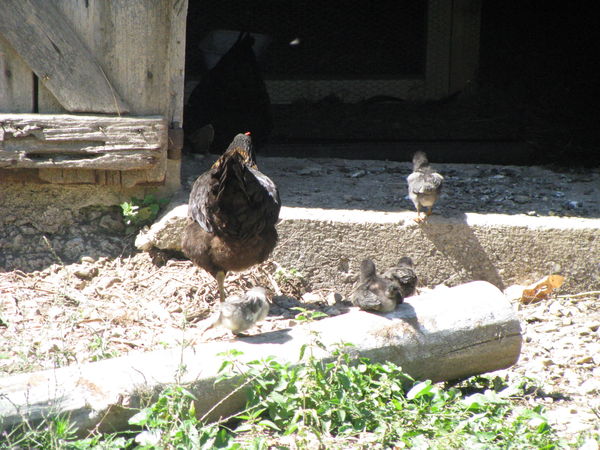 our young cocks our young cocks