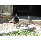 our young cocks