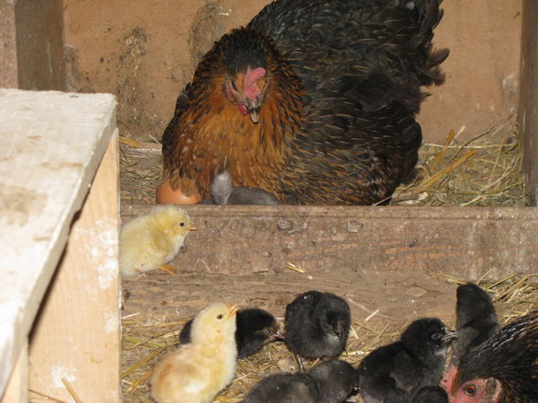 End september : birth of some baby chicks End september : birth of some baby chicks