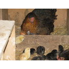 End september : birth of some baby chicks