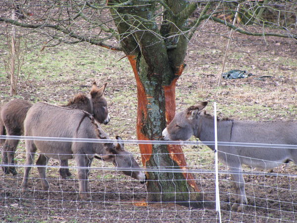 Les donkeys take it out on the cherry tree ! Les donkeys take it out on the cherry tree !