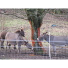 Les donkeys take it out on the cherry tree !