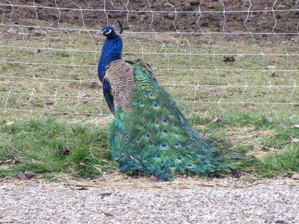 Gédéon, the male peacock Gédéon, the male peacock