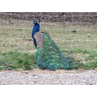 G&eacute;d&eacute;on, the male peacock