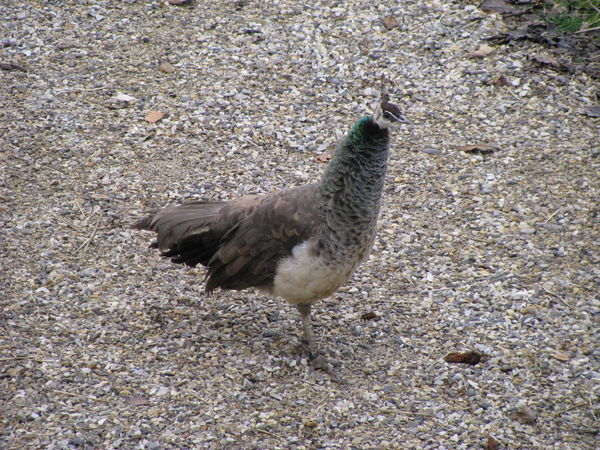L&eacute;one, the young female peacock