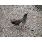 L&eacute;one, the young female peacock