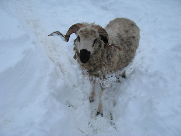 Oedipe is trying to open up his way through the snow Oedipe is trying to open up his way through the snow