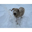 Oedipe is trying to open up his way through the snow