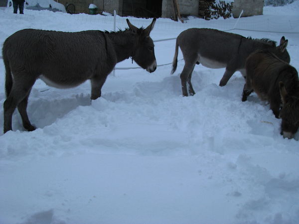 Poly, Roxy and Antigone seem to like snow ! Poly, Roxy and Antigone seem to like snow !