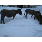 Poly, Roxy and Antigone seem to like snow !