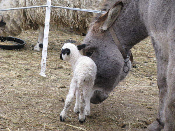 The donkyes are very carful with the new baby The donkyes are very carful with the new baby