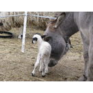 The donkyes are very carful with the new baby