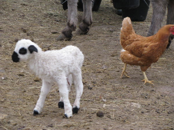 As tiny as a young pullet As tiny as a young pullet
