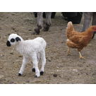 As tiny as a young pullet