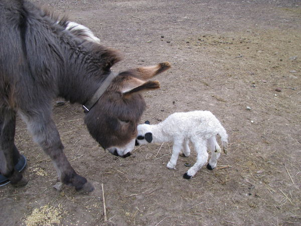 The 2 "babies" seem to be friends already The 2 "babies" seem to be friends already