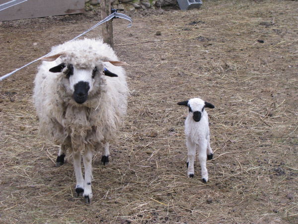 Here is Cyb&egrave;le : C&eacute;r&egrave;s and Oedipe's baby !