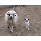 Here is Cyb&egrave;le : C&eacute;r&egrave;s and Oedipe's baby !
