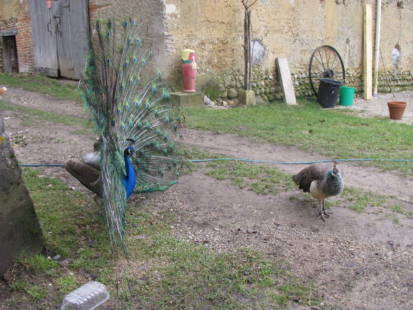 G&eacute;d&eacute;on is courting L&eacute;one