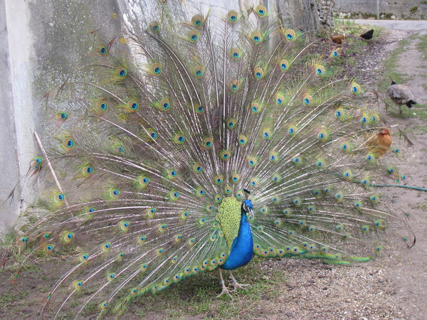 Isn't he beautiful !