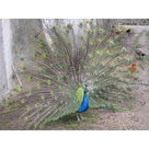 Isn't he beautiful !