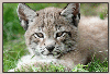 The Fitilieu Zoo (37km)