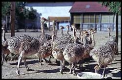 Sardieu ostriches