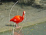 1 Bird Park in Villard Les Dombes (95km)